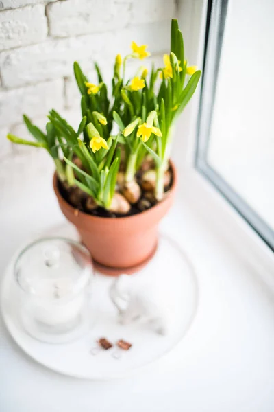 Verse natuurlijke gele narcissen in keramische pot op witte tafel — Stockfoto