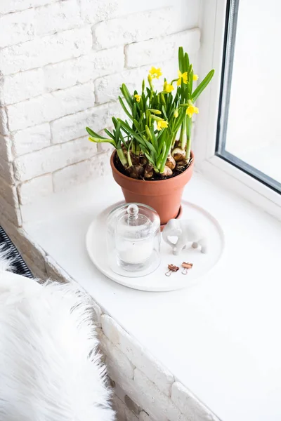 Lente home decor met gele narcissen op de vensterbank — Stockfoto