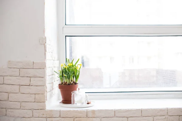 Decoração de casa de primavera com narcisos amarelos no peitoril da janela — Fotografia de Stock