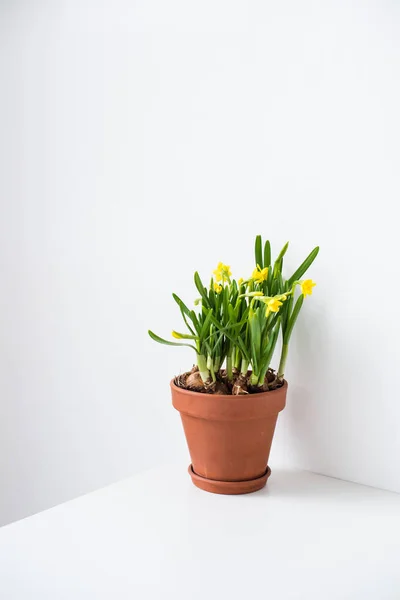 Narcisi freschi gialli naturali in vaso di ceramica su tavolo bianco vicino alla parete vuota — Foto Stock