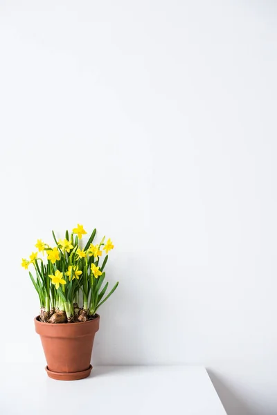 Narcisos amarillos naturales frescos en maceta de cerámica sobre una mesa blanca cerca de una pared vacía —  Fotos de Stock