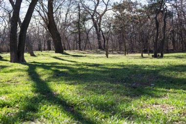 Erken ilkbahar Şehir Parkı yeşil çim ile