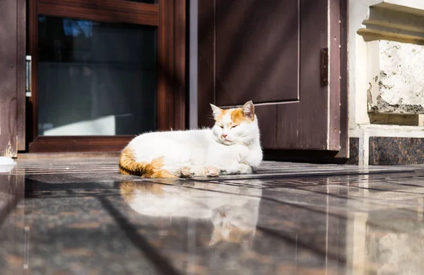 Ленивая кошка спит на мраморном полу при дневном свете — стоковое фото