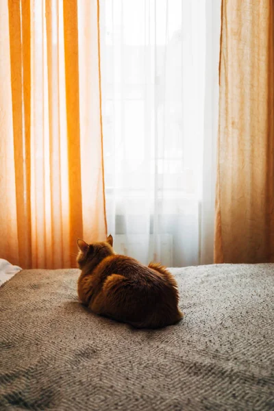 Gatto rossiccio che dorme sulla coperta del letto in camera da letto — Foto Stock