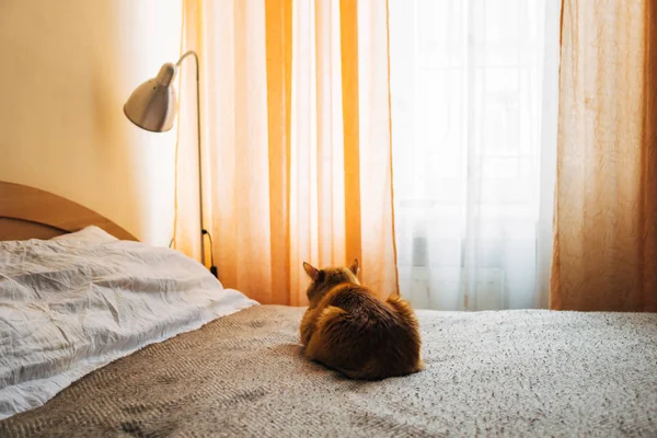 Ginger gato dormindo na cama cobertor no quarto — Fotografia de Stock