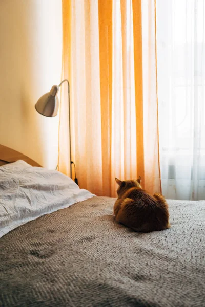 Yatak odasında yatak battaniye uyku zencefil kedi — Stok fotoğraf