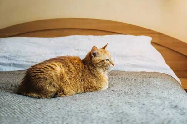 Yatak odasında yatak battaniye uyku zencefil kedi — Stok fotoğraf