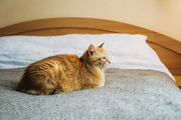 Ginger gato dormindo na cama cobertor no quarto — Fotografia de Stock