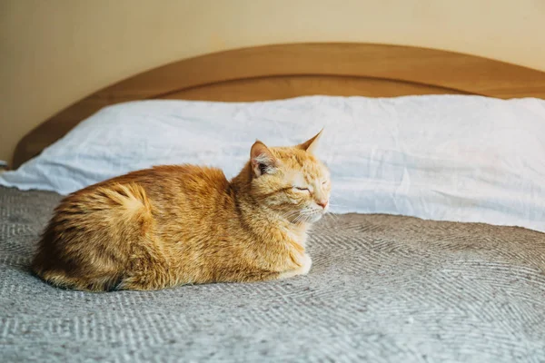 Zázvor kočka spící na postel deka v ložnici — Stock fotografie
