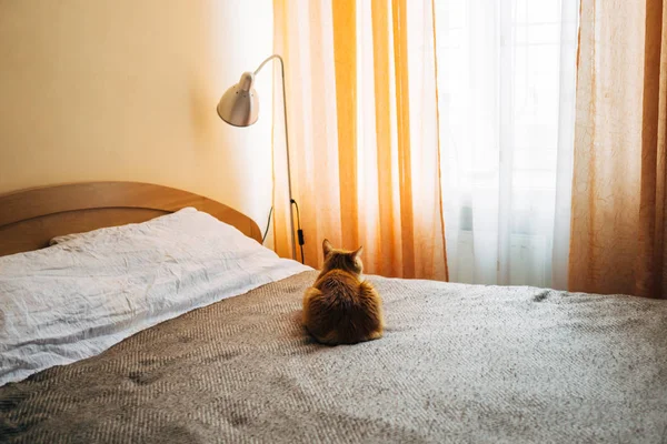 Ginger cat sleeping on bed blanket in bedroom — Stock Photo, Image