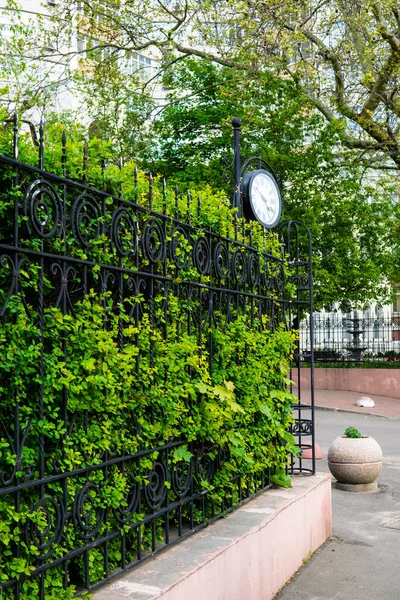 Hermoso seto verde, cerca con plantas en la primavera — Foto de Stock