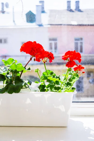 Red geranium flowers on windowsill at home balcony window — Stock Photo, Image