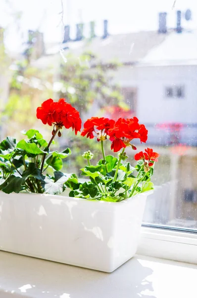 Röd geranium blommor på fönsterkarmen hemma balkong fönster — Stockfoto