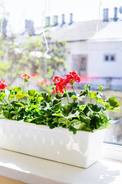 Röd geranium blommor på fönsterkarmen hemma balkong fönster — Stockfoto