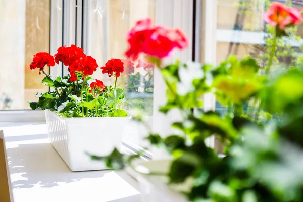Κόκκινο Γεράνι λουλούδια στο περβάζι στο σπίτι μπαλκόνι παράθυρο — Φωτογραφία Αρχείου