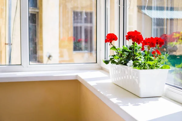 Flores de geranio rojo en el alféizar de la ventana del balcón en casa — Foto de Stock