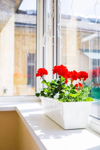 Flores de geranio rojo en el alféizar de la ventana del balcón en casa — Foto de Stock