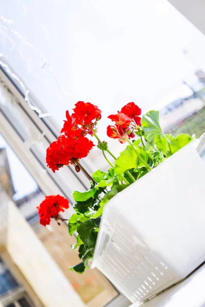 Röd geranium blommor på fönsterkarmen hemma balkong fönster — Stockfoto