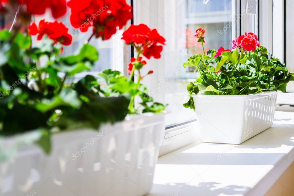 Red geranium flowers on windowsill at home balcony window