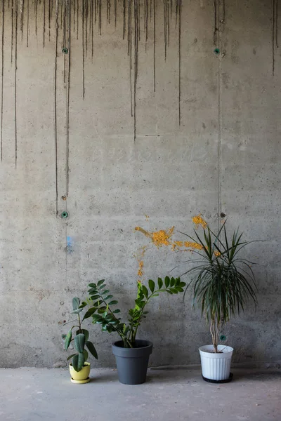 Prázdná šedá betonová stěna a domácí zařízení v podkrovním studiu — Stock fotografie