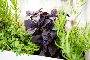 Tencerede yetişen karışık taze aromatik otlar, ev bitkileri closeup ile kentsel balkon bahçesi