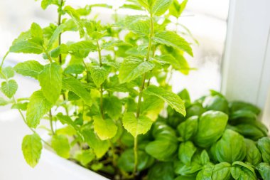 Tencerede yetişen karışık taze aromatik otlar, ev bitkileri closeup ile kentsel balkon bahçesi