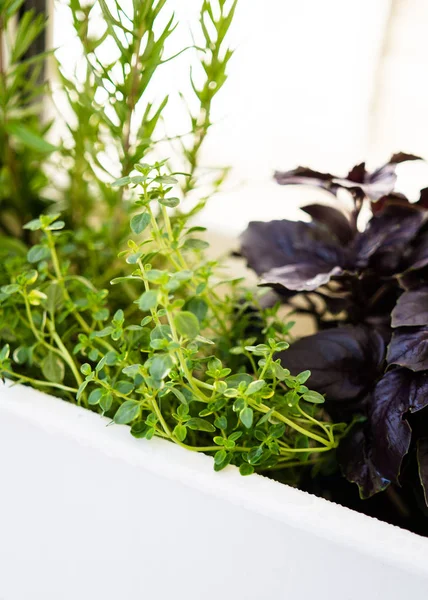Mezcla de hierbas aromáticas frescas que crecen en maceta, jardín balcón urbano con plantas de interior primer plano —  Fotos de Stock