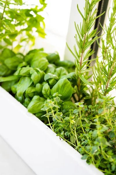 Blandade färska aromatiska örter växer i potten, Urban balkong trädgård med krukväxter närbild — Stockfoto