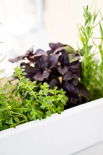 Mixed fresh aromatic herbs growing in pot, urban balcony garden with houseplants closeup — Stock Photo, Image