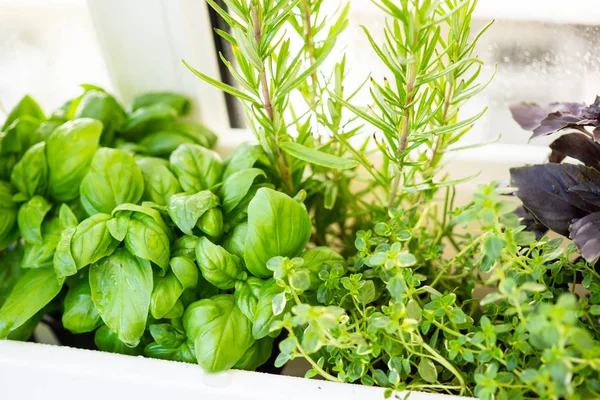 Mixed fresh aromatic herbs growing in pot, urban balcony garden with houseplants closeup — Stock Photo, Image