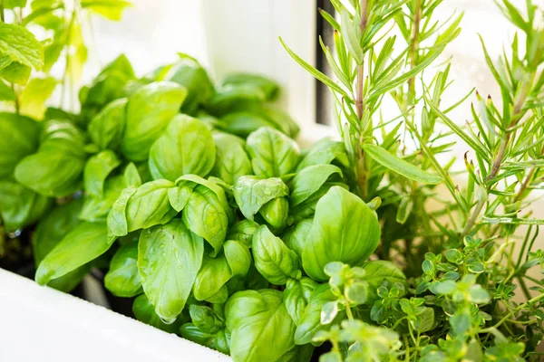 Herbes aromatiques fraîches mélangées poussant en pot, jardin de balcon urbain avec plantes d'intérieur gros plan — Photo