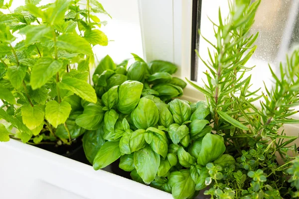 Mixed fresh aromatic herbs growing in pot, urban balcony garden with houseplants closeup — Stock Photo, Image