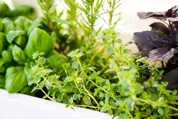 Gemengde verse aromatische kruiden groeien in pot, stedelijke balkon tuin met kamerplanten close-up — Stockfoto