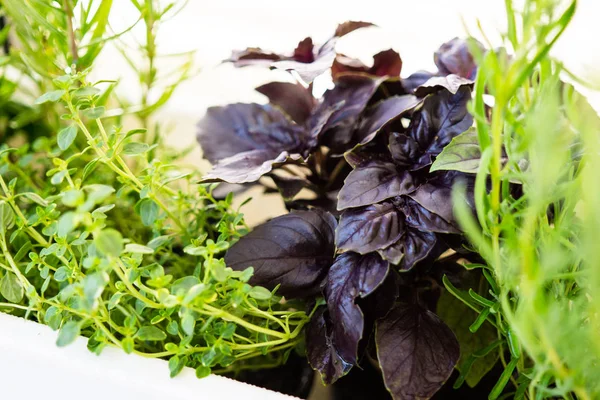 Mixed fresh aromatic herbs growing in pot, urban balcony garden with houseplants closeup — Stock Photo, Image