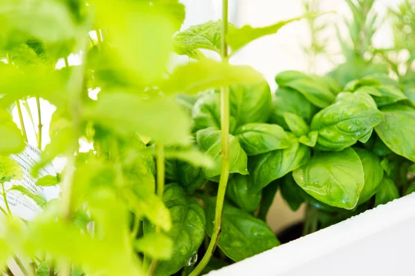 Mixed fresh aromatic herbs growing in pot, urban balcony garden with houseplants closeup — Stock Photo, Image