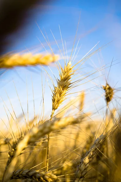 Ripe wheat field, yellow wheat ears on blue sky background close up — Stock Photo, Image