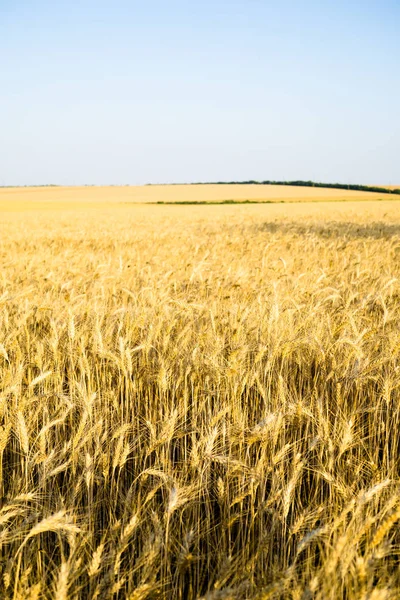 Ripe wheat field, yellow wheat ears close up — Stock Photo, Image