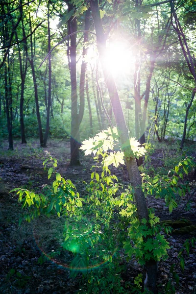 Helle Sonnenstrahlen auf grünen Blättern am Abend — Stockfoto