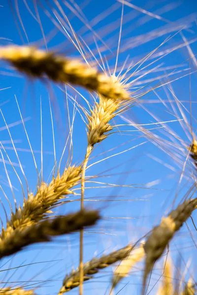 Ripe wheat field, yellow wheat ears on blue sky background close up — Stock Photo, Image