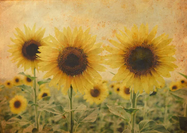 Yellow summertime sun flowers and petals closeup — Stock Photo, Image