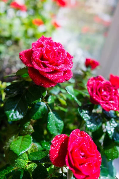 Μικρά κόκκινα τριαντάφυλλα με σταγόνες νερού κοντά — Φωτογραφία Αρχείου