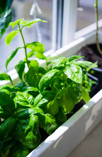 Hojas de albahaca verde en caja de plantas de plástico en alféizar de ventana, jardín de hierbas caseras —  Fotos de Stock