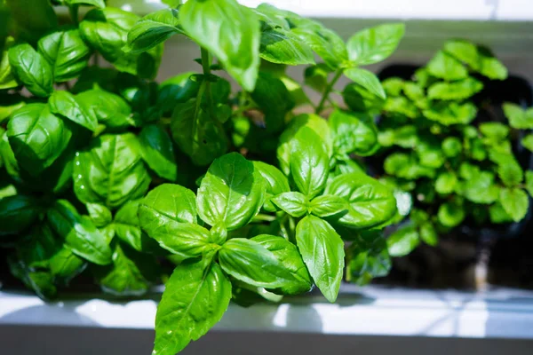 Green basil leaves in plastic plant box on windowsill, home herbal garden — Stock Photo, Image