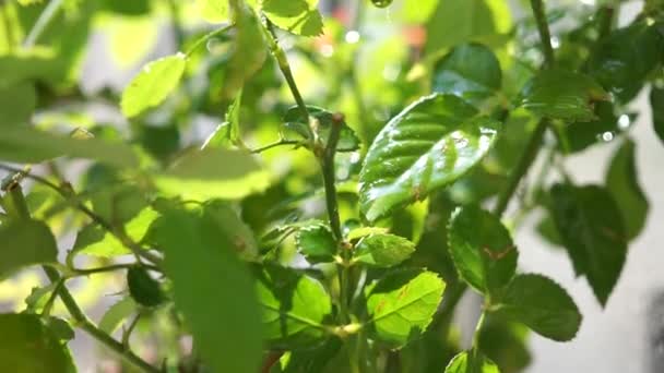 Plantas de interior frescas naturales, hojas verdes y gotas de agua de cerca — Vídeos de Stock