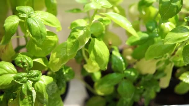 Plantas de sala frescas naturais, folhas verdes e gotas de água close-up — Vídeo de Stock