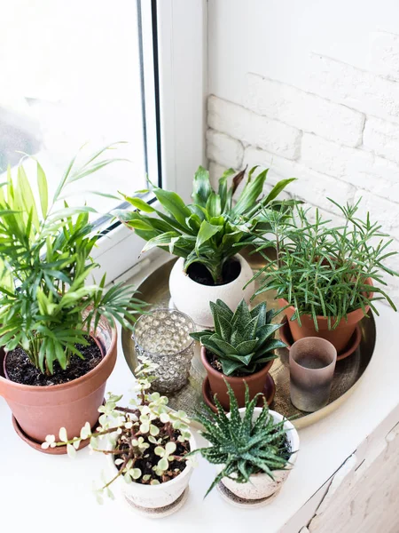 Plantas de salón verde en el alféizar de la ventana en el interior de la habitación real, plantas y suculentas —  Fotos de Stock