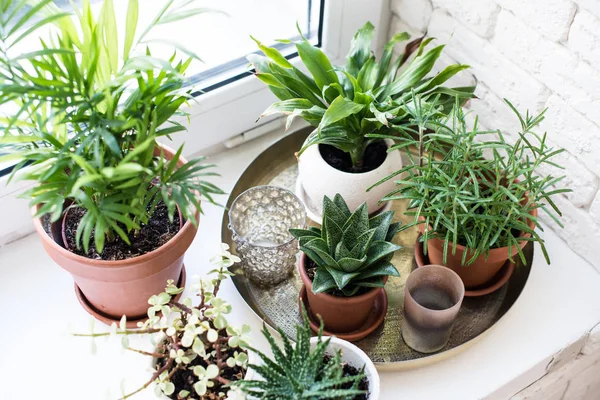 Plantas de casa verdes no peitoril da janela no interior do quarto real, plantas e suculentas — Fotografia de Stock