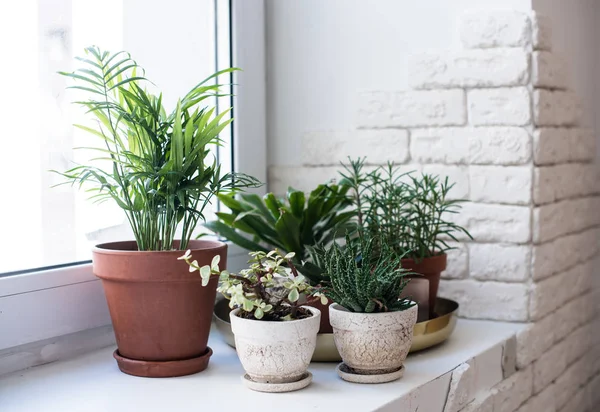 Зеленые домашние растения на подоконнике в интерьере реального помещения, растения и суккуленты — стоковое фото