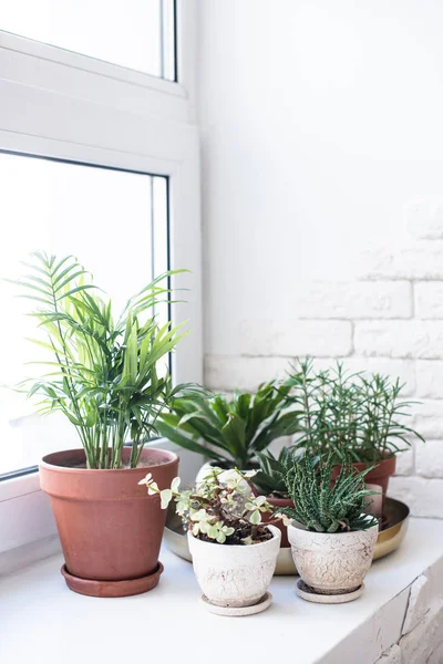 Grüne Zimmerpflanzen auf der Fensterbank im Innenraum, Pflanzen und Sukkulenten — Stockfoto