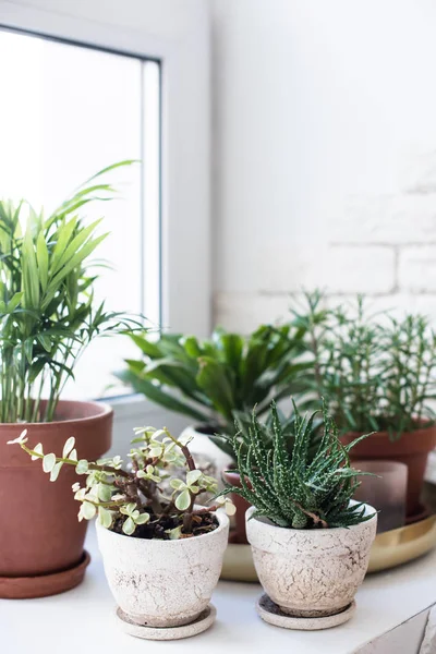 Plantas de casa verdes no peitoril da janela no interior do quarto real, plantas e suculentas — Fotografia de Stock